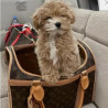 SAC CHIEN LOUIS VUITTON 50